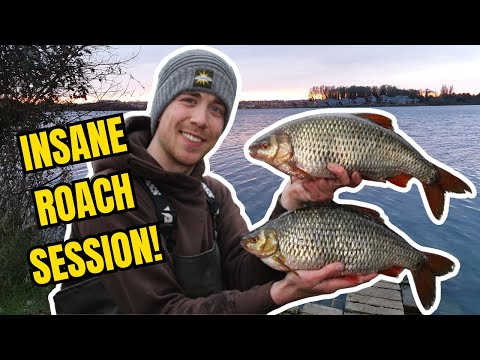INSANE Roach Fishing Session! Catching Monster 3lb Roach!