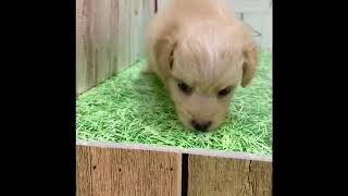 ハーフ犬の動画01