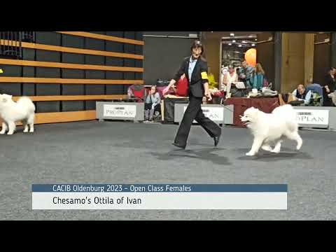 Samoyed Dog Show - CACIB Oldenburg 2023