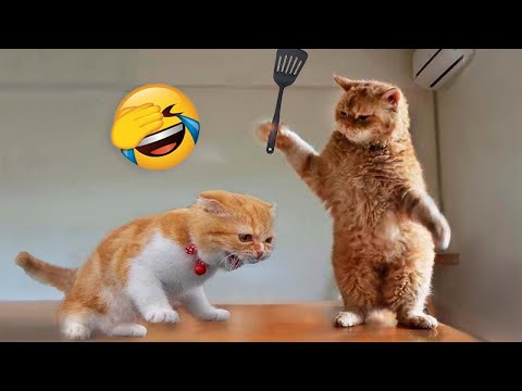 Funniest Animals 2023 😂 Funny Cats and Dogs 🐱🐶 | Funny Animal Videos 2023
