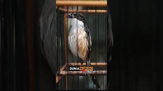 Download lagu Cendet Isian Anjing  #cendet #perawatanburung #cendetgacor #shorts mp3