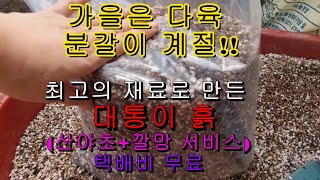 가을은 분갈이 계절!!!  대통다육 최고의  분갈이 다육전용토를 소개합니다 택배비 무료 /서비스까지 푸짐하게…