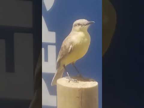 Fenómeno del niño,las aves en Granada Antioquia, estén como perdidos y mareados por falta de Árboles