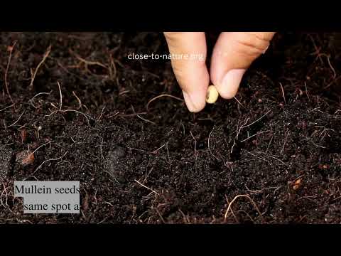 Best Steps To Grow Verbascum In Containers