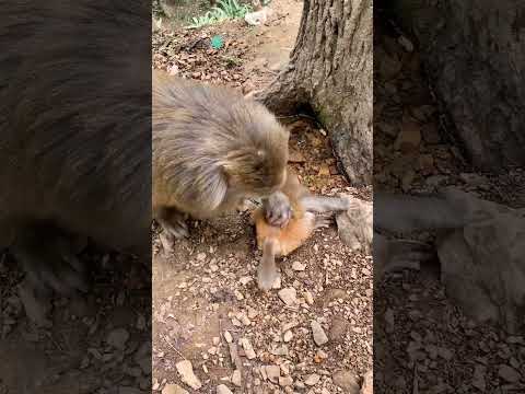 Thirsty mother & baby monkey 🐒🤤🤓🙉 #youtubeshorts #shorts #monkey #viralmonkeys #ytshorts #shortsfeed