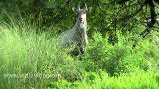 Nilgai, the blue antelope of India