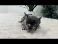 French Bulldog dogs for sale: Twinkle - Video 1