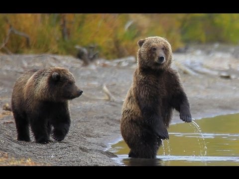 Funny Talking Animals: Bear Pretends to be a Person