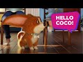 Coco gets the best