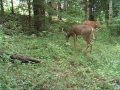 Trail Camera Video From August 27th To Sept 10 11wmv