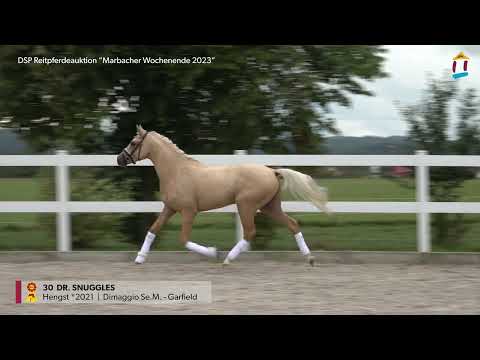 KN 30 Dr. Snuggles *2021 Hengst v. Dimaggio Se.M. - Garfield