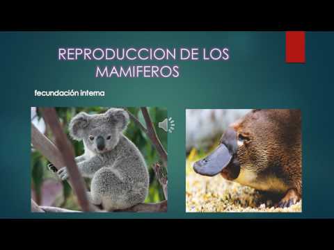ANIMALES VERTEBRADOS