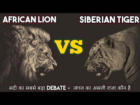African Lion VS Siberian Tiger in HINDI. The Great War Between the Siberian Tiger and the African...