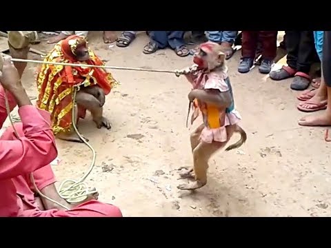 Haryanvi Bandar Bandriya Ki Shaadi - Funny Video | Comedy Video From My Phone