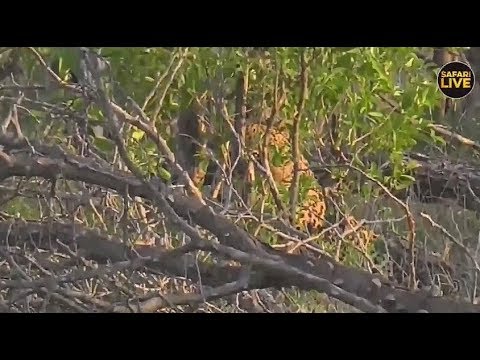 Safari Live : Male Leopard could be Gijima on drive with Tristan Dec 19, 2017