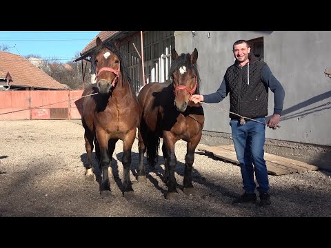 Caii lui Nicu Mecanicu de la Calatele, Cluj - 2021 Nou!!!