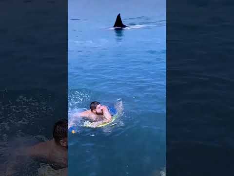 Do sharks attack whales? #viral #humor #shorts #elgorditotransmits #shark #whale