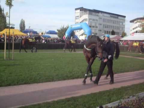 122. Velká Pardubická - paddock