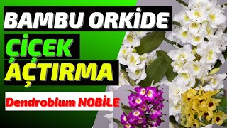 BAMBU ORKİDE 🌸🌼NASIL ÇİÇEK AÇTIRILIR ❓(Dendrobium Nobile)