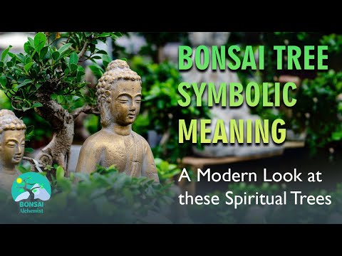 Bonsai Tree Symbolic Meaning | A Modern Look at these Spiritual Trees