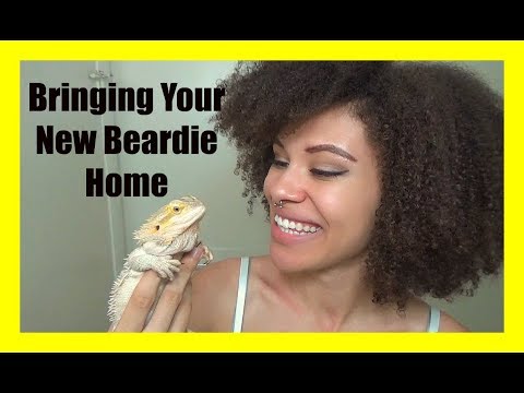 Bringing Your Bearded Dragon Home the First Time