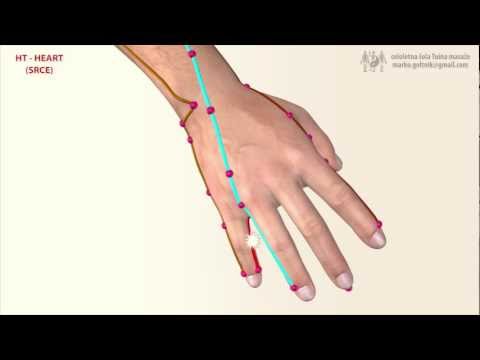 HT - HEART MERIDIAN (Meridijan Srca)