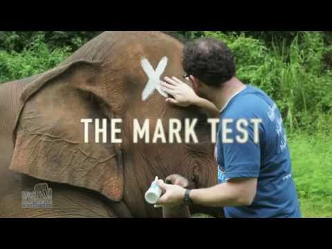 Is Elephant Self Aware and Conscious? Video