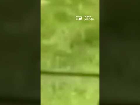 Muere un hombre atacado por un tigre tras colarse en su recinto en un zoo de Reino Unido