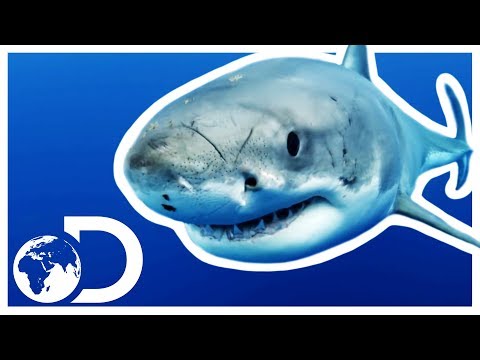 關於大白鯊的不可思議的事實!| 大白鯊的祕密 (Incredible Facts About The Great White Shark! | Discovery UK)