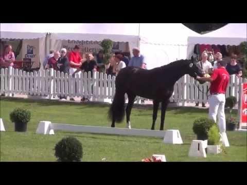 Fürstin S v. FÜRST FUGGER - Elitestutenschau Münster-Handorf 2015
