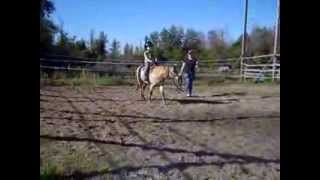 preview picture of video 'Butterscotch Gorgeous Large Mini Mare that Rides & Drives 2)'