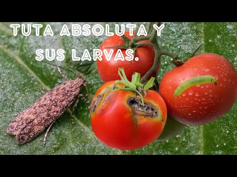 TUTA ABSOLUTA: 6 ways to eliminate it from your tomatoes.