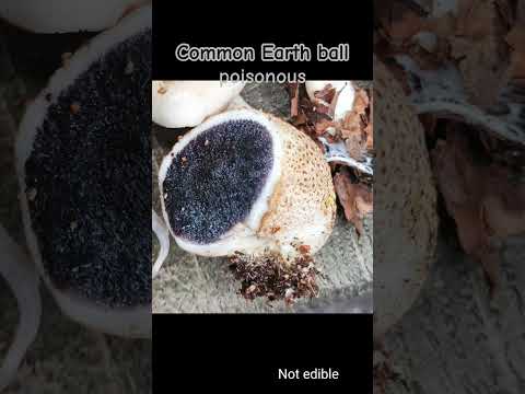 5. Common Earthball #nature #earthball #fungi #mushrooms #poisonous #forest #gleba #spores