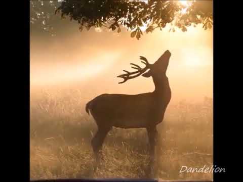 Estas Tonne, Peia Luzzi - Bird's Teardrops