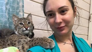 БОБКЭТ РУФИ ПЕРЕСТАЛ БОЯТЬСЯ АЛИСУ / Миса больше не рада рысенку