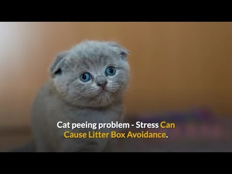 cat peeing problem stress can cause litter box avoidance