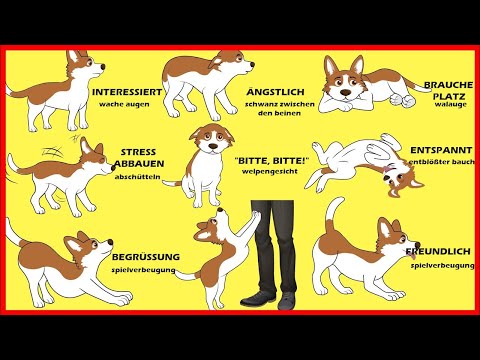 Die Körpersprache von Hunden erklärt