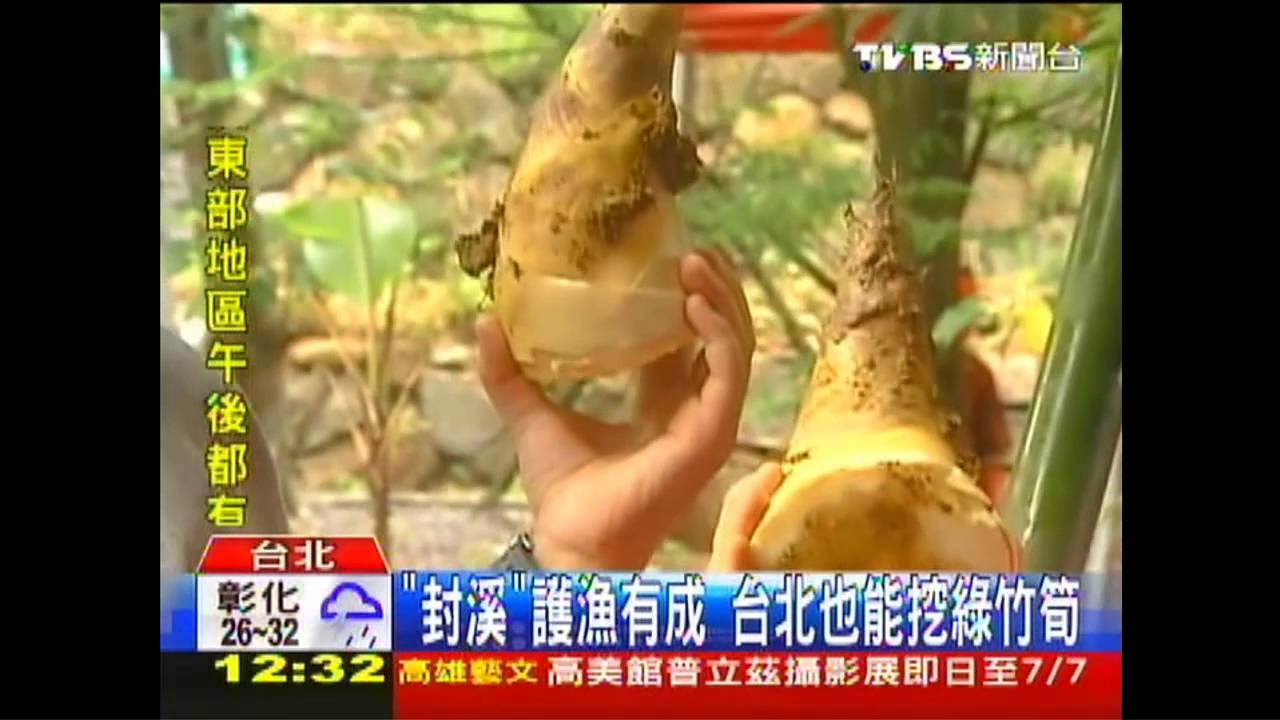 封溪「淨水」有成 台北也能挖綠竹筍