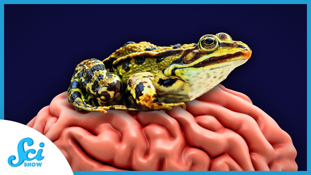 What Squids and Frogs Taught Us About How Brain Cells Talk