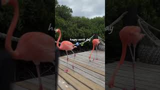 HAPPY EARTH DAY!! 🌎🍃🌴 #earthday #happyearthday #ecofriendly #earthday2024 #livingoffgrid #offgrid