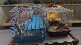 Download lagu 在03/03/20收养的两只三线布丁鼠 mp3