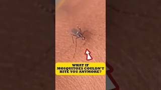 Genetically Modified Mosquito That Can&#39;t Bite You