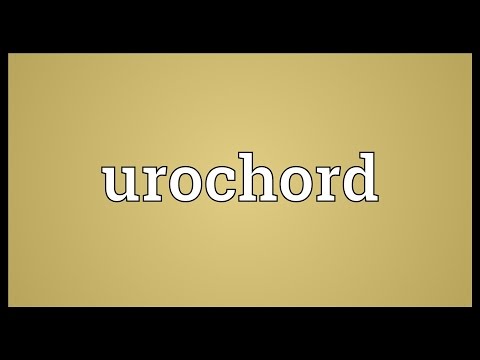 Urochord Meaning