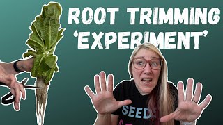 Hydroponic Root Trimming: Do You Really Need to Cut Roots?