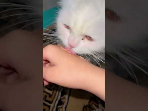 Billi Palne Ke Fayde | बिल्ली पालने के फायदे | Cat Benefit | islamic short | islamic tips