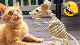 Funniest Dogs And Cats Videos 🐶😻 - Best Funny Animal Compilation Of The 2021  🤣