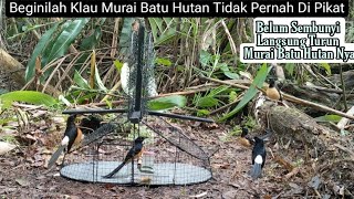 Download lagu HANYA DISINI || MIKAT MURAI BATU/KACER/CUCAK IJO CUMA DI PINGGIR JALAN mp3