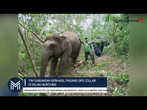 Tim Gabungan Berhasil Pasang GPS Collar di Gajah Buntung