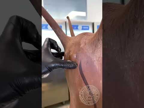 Chocolate Snail! 🐌🐌Probably the tastiest one you could try.