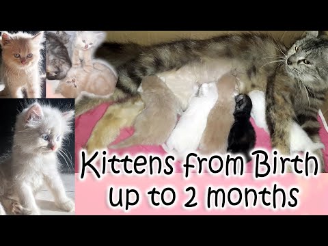 Kittens from Birth to Two Months | Cat Giving Birth | Swiftie Kitty